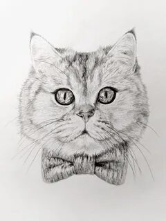 Как нарисовать сложных котиков