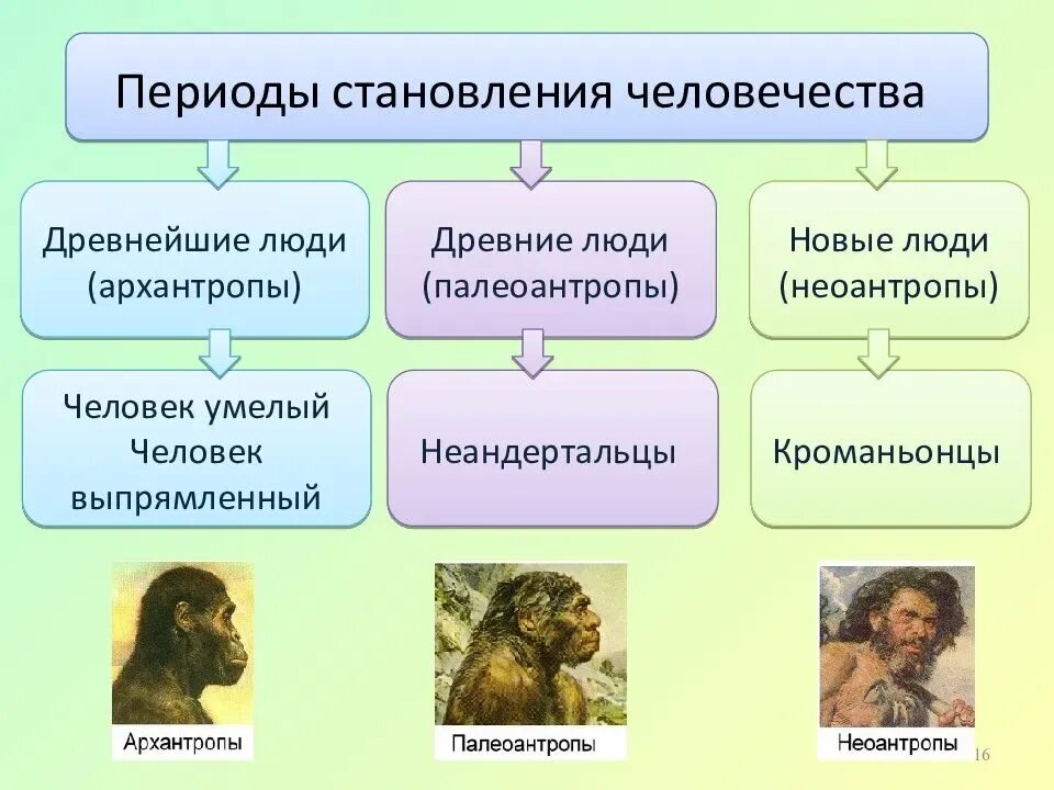 Презентация основные этапы эволюции. Питекантроп и архантроп. этапы эволюции человека архантропы. древнейшие люди архантропы. древнейшие люди и предшественники человека.