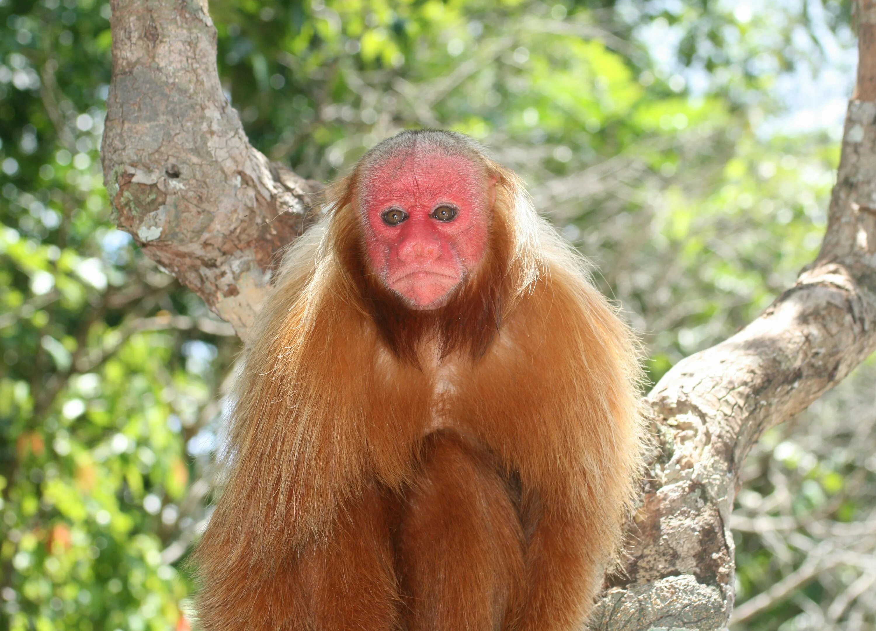 Короткохвостые обезьяны. Уакари обезьяна. Лысый уакари (Cacajao calvus). Южная Америка уакари. Черноголовый уакари.