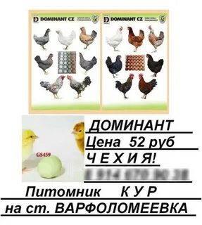 Курица доминант характеристика