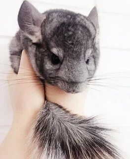 Шиншилла девочка