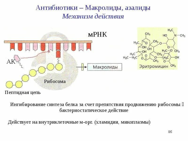 Механизм действия антибиотиков нарушающих Синтез белка. Механизм действия макролидов схема. Ингибирование синтеза белка. Механизм действия антибиотиков, ингибирующих Синтез белка. Ингибиторы белка