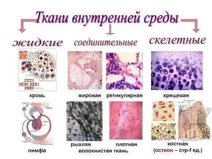 Виды тканей внутренней среды