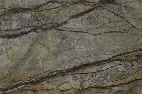 Silver root
