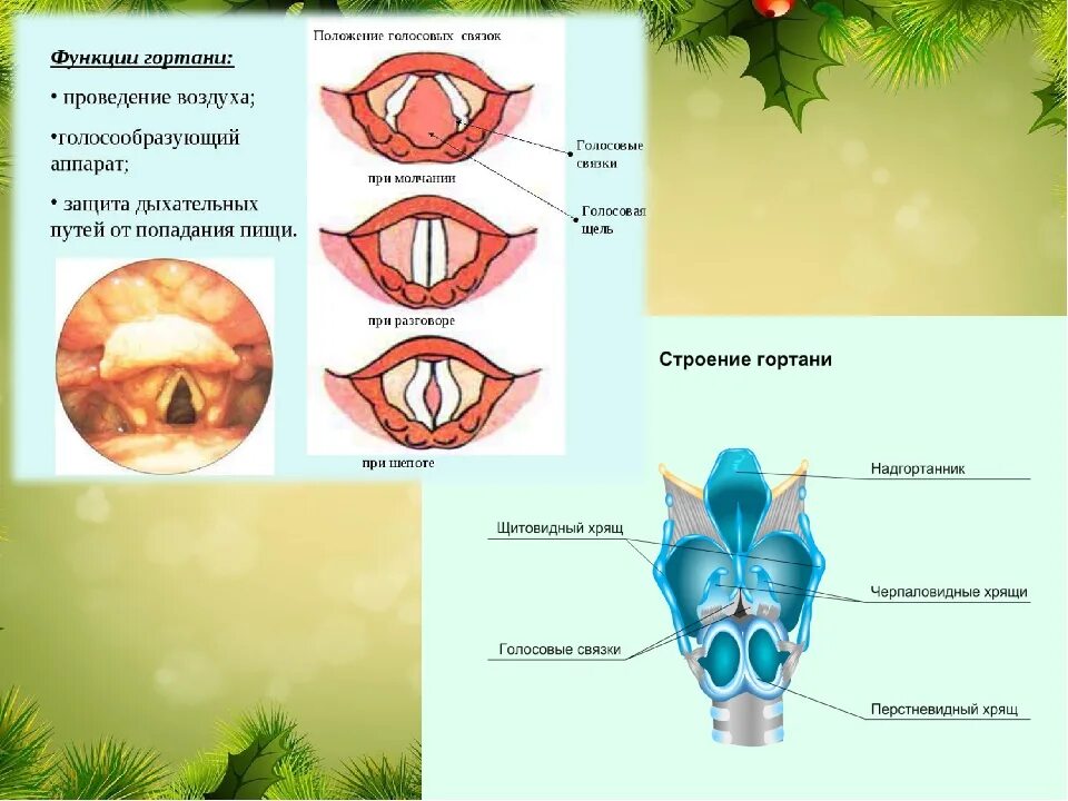 Функции голосовых связок. Голосовые связки при молчании и разговоре. Строение голосовых связок.