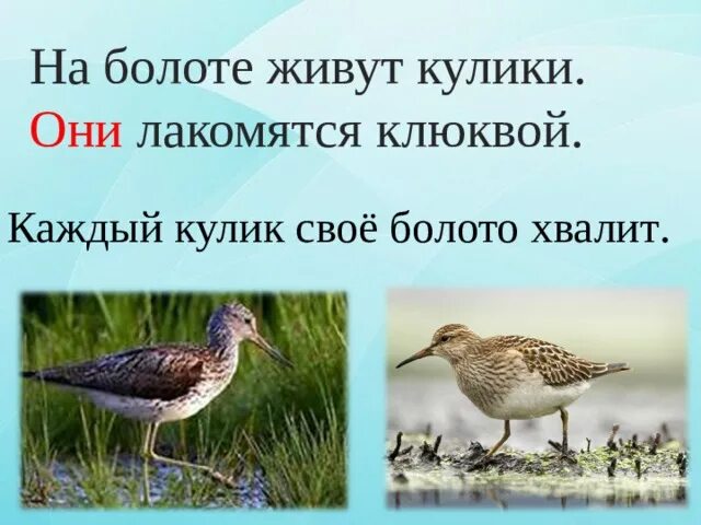 Пословица всяк кулик свое болото хвалит. Каждый Кулик свое болото. Кулик свое болото хвалит. Каждый Кулик своё долото хвалит. Каждый своё болото хвалит.