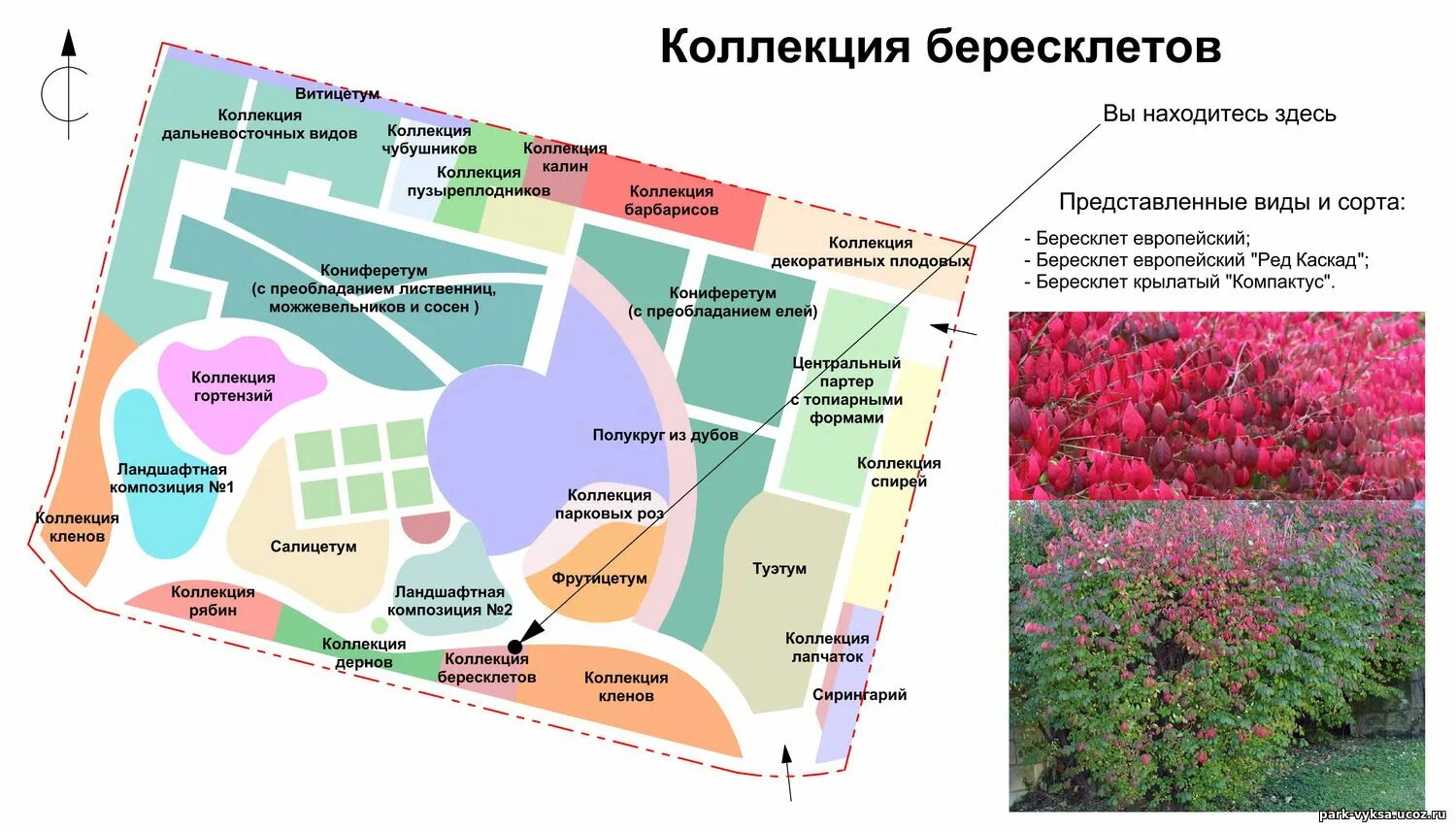 Где находится садики. План парка Галицкого в Краснодаре. Дендрарий парк схема сбоку. План парка Галицкого схема. План дендрария.