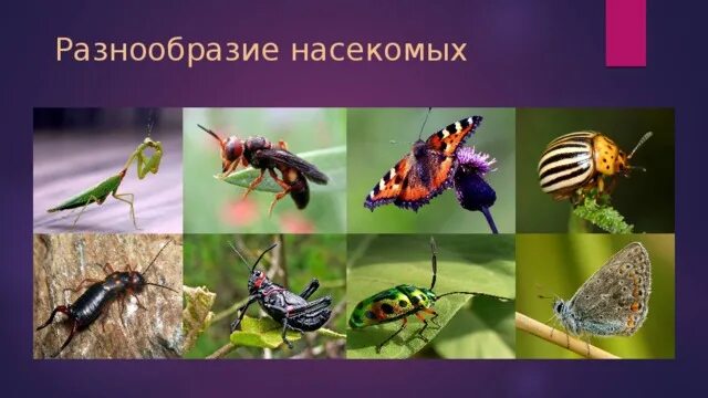 Разнообразие насекомых. Тема многообразие насекомых. Многообразие насекомых 7 класс биология.