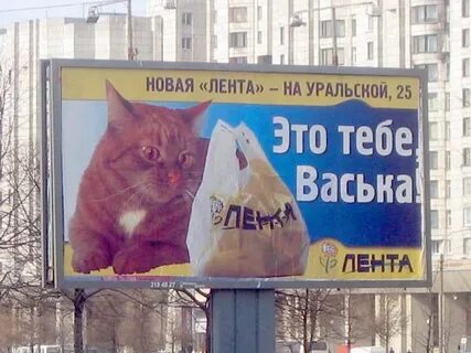 Реклама котиков посреди арбата
