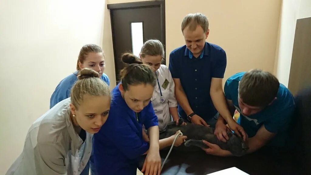 ветеринарка старое