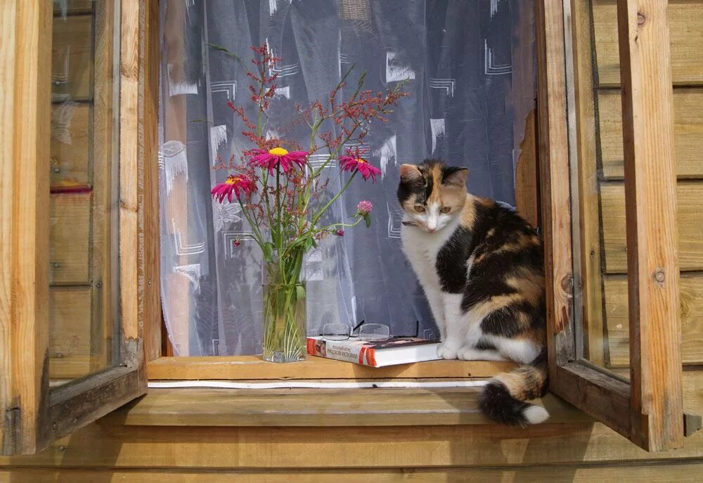 Кот под окном. Кот на окне. Котик у окна. Кошки на окошке. Кошка на подоконнике.