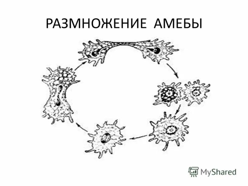Какой способ размножения характерен для амебы. Цикл развития дизентерийной амебы. Цикл дизентерийной амебы схема. Бесполое размножение амёбы. Размножение амебы Протей.