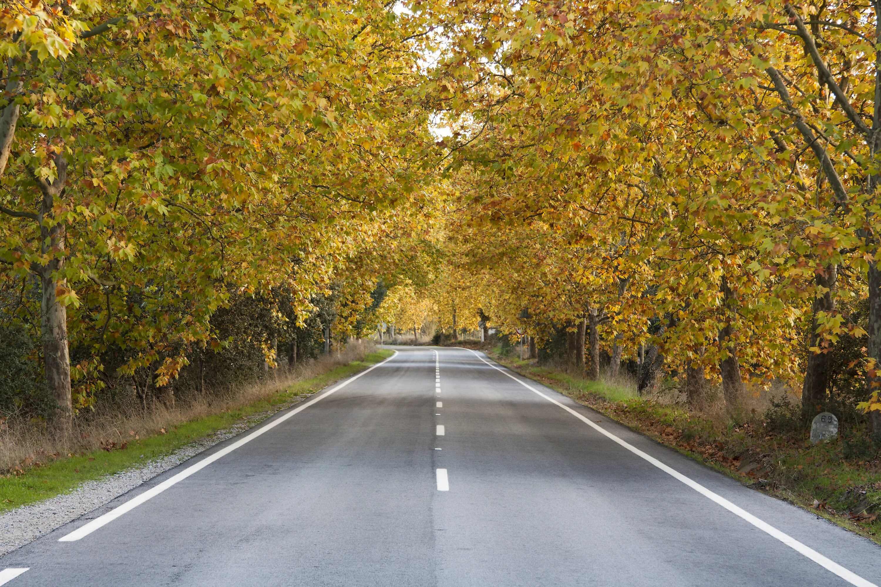 Осенняя дорога. Дорога в осень. Осень деревья дорога. Лес вдоль дороги.