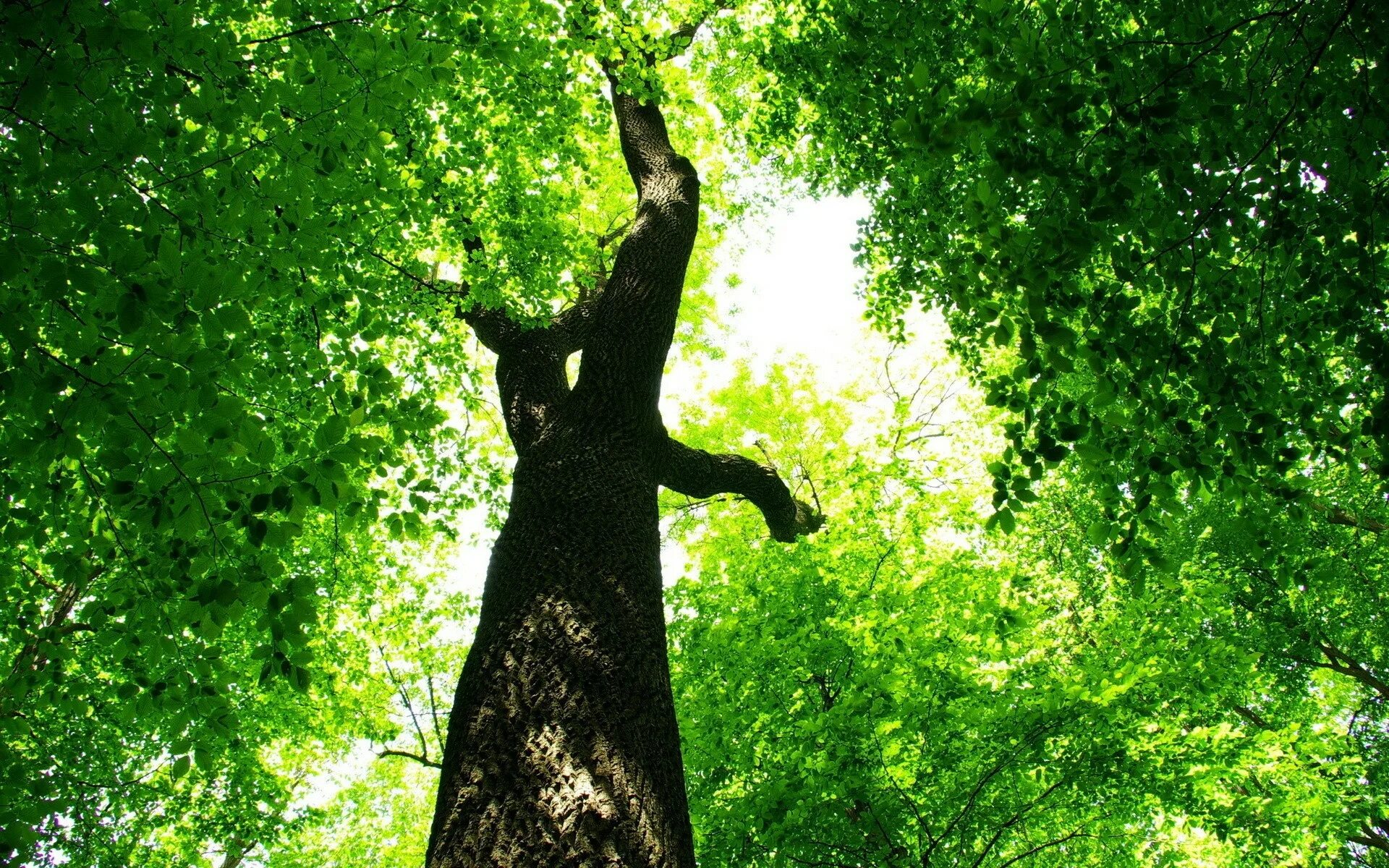 Природа деревья. Дерево зеленое. Ствол дерева. Листва деревьев. Зеленый спой