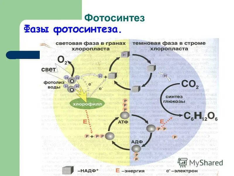 Синтез глюкозы происходит в световой фазе. Фотосинтез световая и темновая фазы 10 класс. схема световой фазы фотосинтеза 10 класс. фотосинтез схема световая фаза и темновая. процесс фотосинтеза 10 класс.