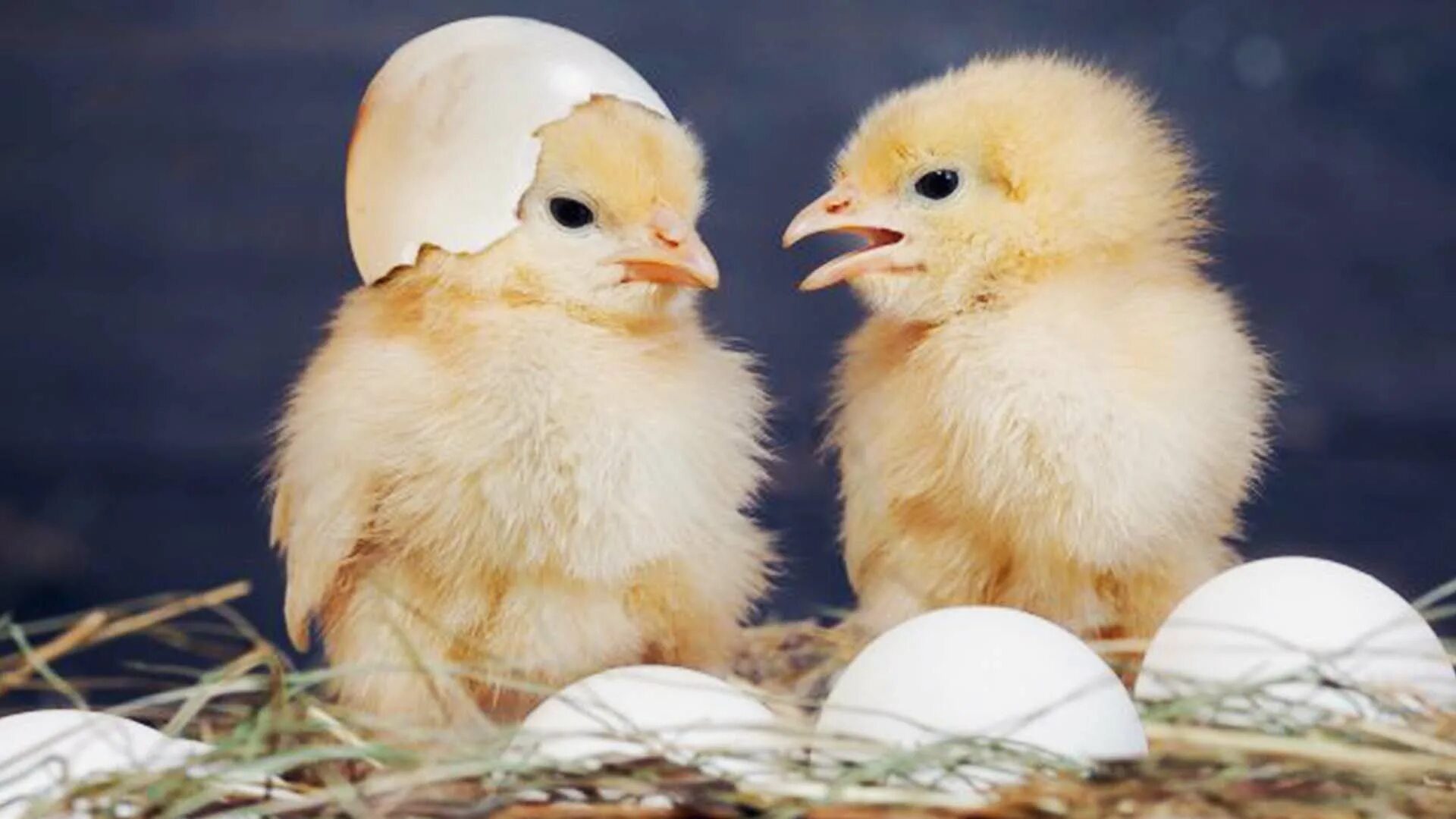 На цыплят быть похожими. Цыпленок. Красивые цыплята. Цыпленок вылупляется. Яйцо цыпленок.