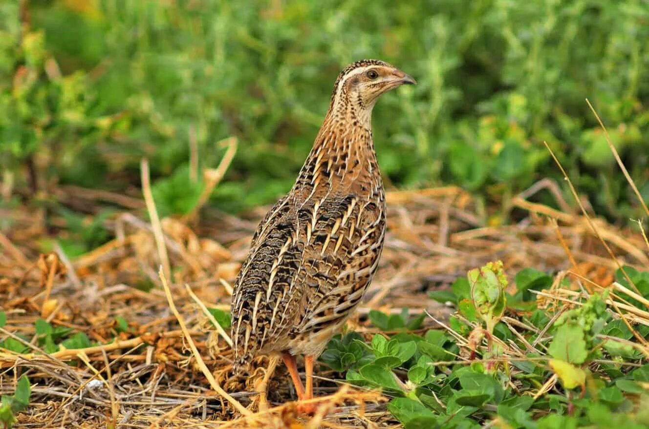 Птичка перепелка. Перепел обыкновенный coturnix coturnix. Среднеазиатская перепелка. Перепел луговой. Перепелка степная.