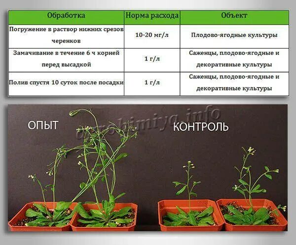 Корневин для рассады томатов после пикировки. Корневин для рассады клубники. Корневин норма расхода. Корневина томатов. Корневин при пикировке.