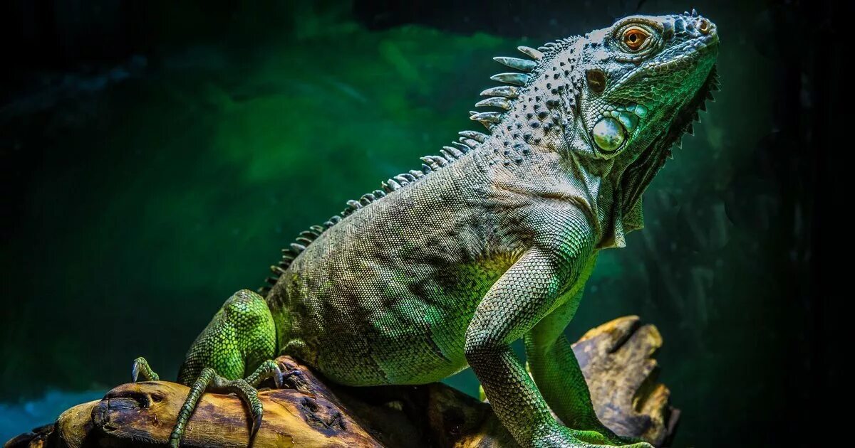 Игуана или ягуана. Игуана зеленая обыкновенная. Зеленая игуана (Iguana Iguana). Южная Америка зеленая игуана. Фиолетовая игуана.