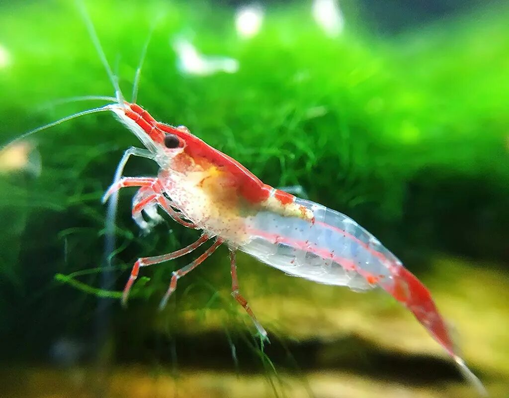 Как называется рыба как креветка. Креветка неокаридина дикая. neocaridina heteropoda. креветка lysmata amboinensis. неокардина креветка рили.