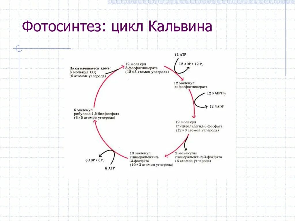 Протекают реакции цикла кальвина. Цикл Кальвина фотосинтез с4. Цикл Кальвина в фотосинтезе схема. Цикл Кальвина и цикл Кребса. Цикл Кальвина упрощенная схема.