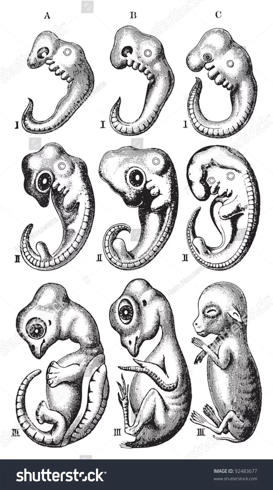 Эмбрион черепахи. Эмбрион черепахи. Развитие зародыша черепахи. Эмбрион черепахи. Ранние этапы развития зародышей позвоночных.