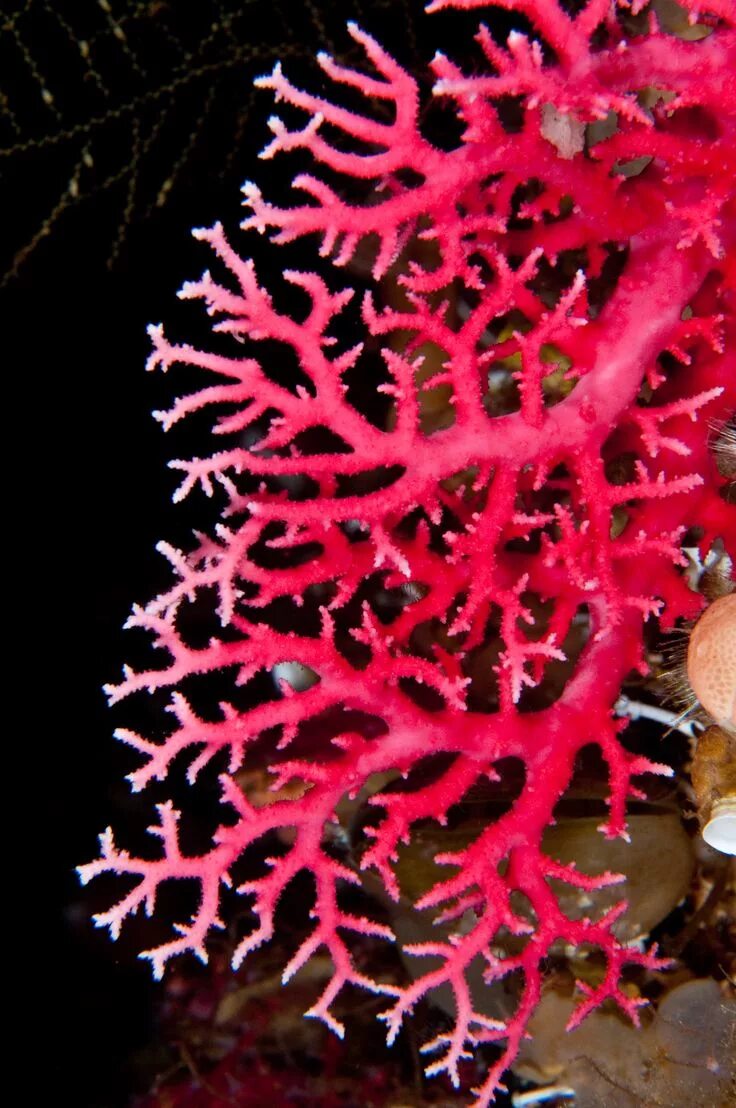 Red coral. Красный коралл Кишечнополостные. Коралловые полипы красный коралл. Кораллы в Тайланде. Коралл Shiro.