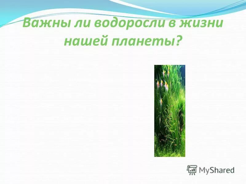 Половое размножение бурых водорослей. Жизненный цикл фукуса. Интересная информация о водорослях. У какой водоросли жизненный. Бесполое размножение бурых водорослей.