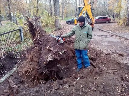 Выкорчевывание деревьев область