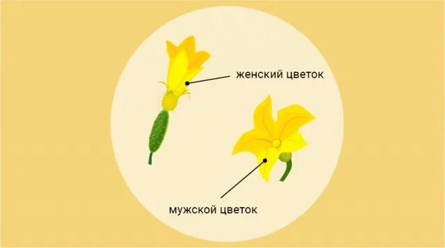 Цветки огурца мужские и женские. Мужской цветок. Мужской и женский цветок. Мужской цветок огурца.