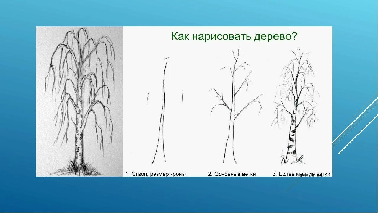 Как нарисовать березу поэтапно для детей
