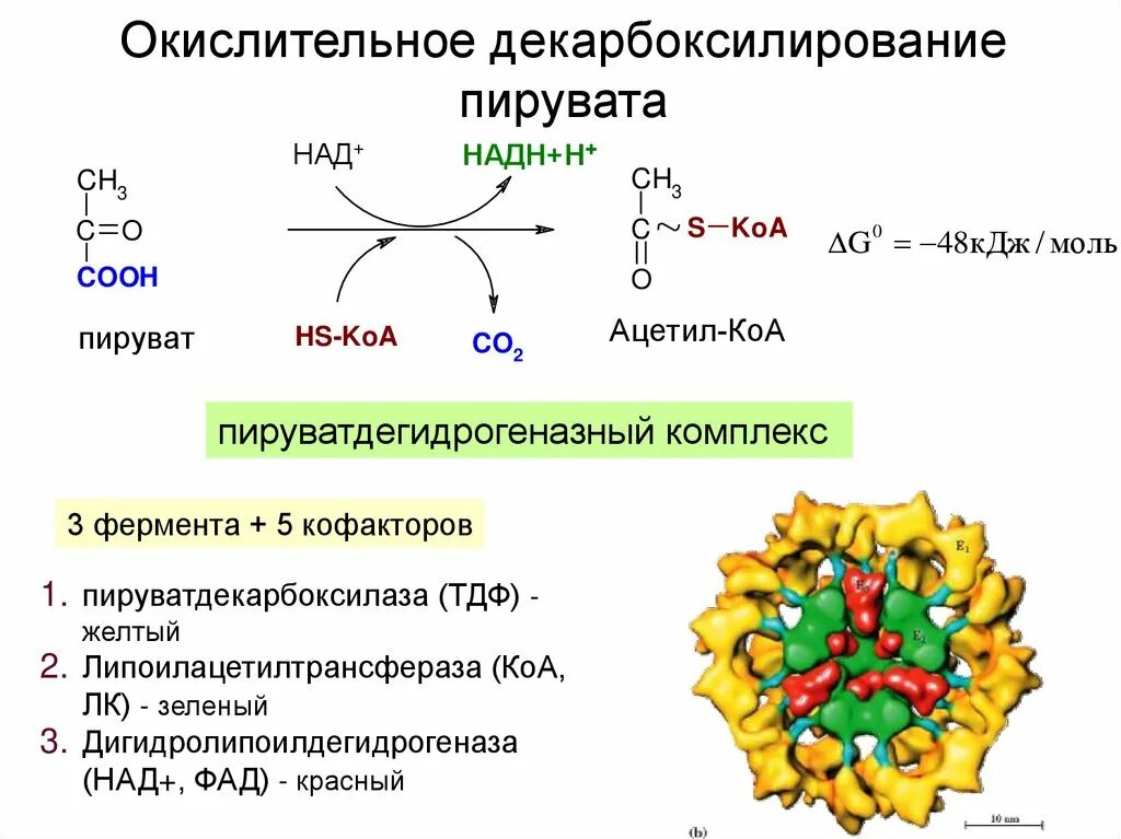 Окислительное декарбоксилирование реакции