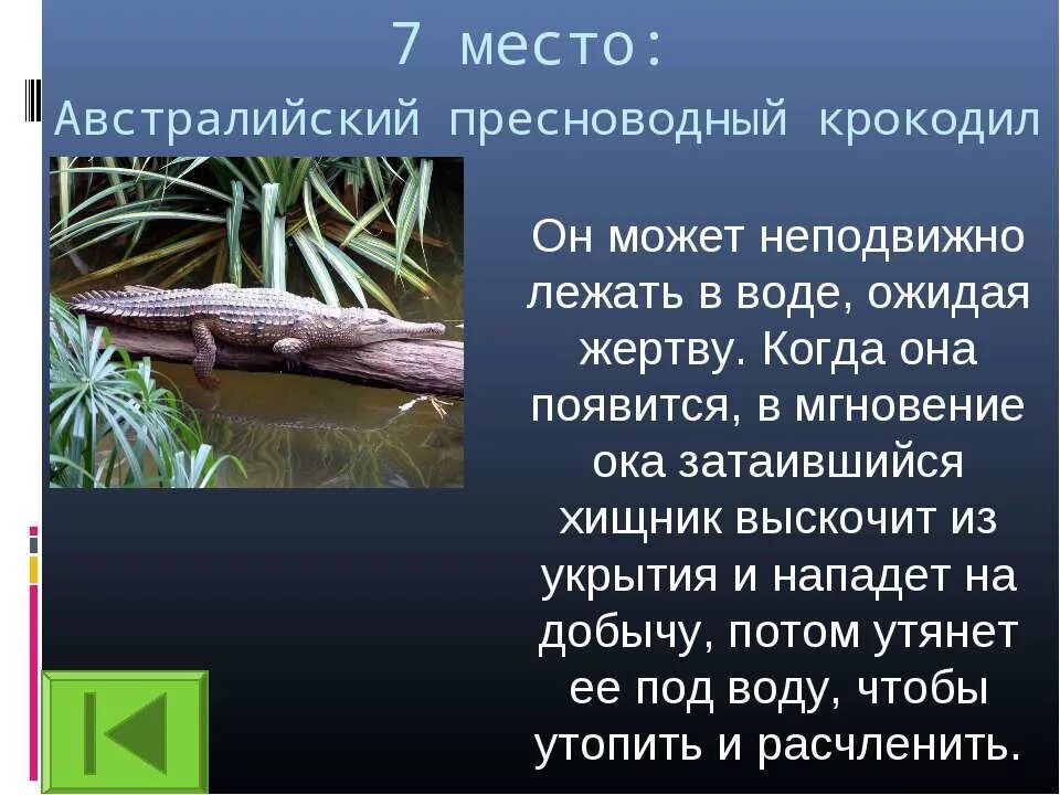 сообщение на тему опасные животные. опасные животные для человека рассказ. опасные животные для человека рассказ. рассказ о опасных животных. опасное животное для человека доклад.