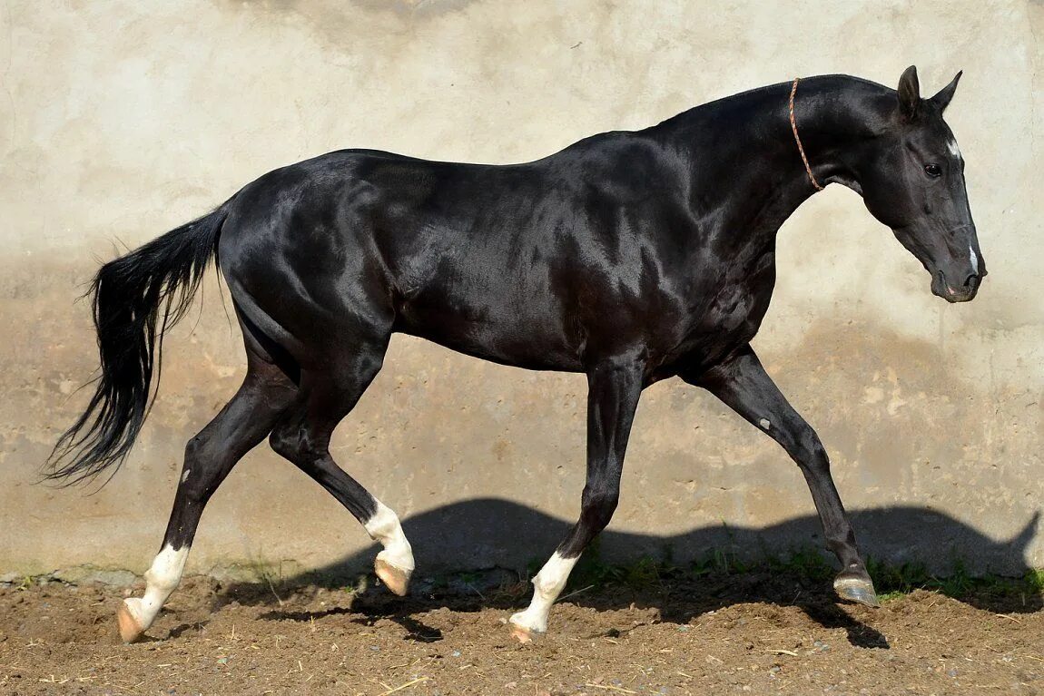 Кабардинская лошадь окрас