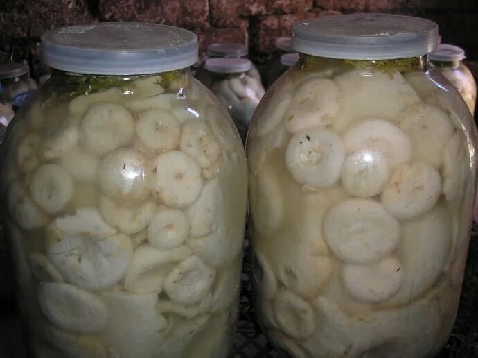 Грузди на зиму под капроновой крышкой. Грузди в банках. грузди соленые. грузди в банке. рассол для груздей.