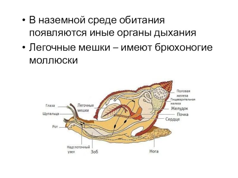 Какие органы дыхания характерны для наземных моллюсков. Наземные моллюски органы дыхания. Моллюски среда обитания. Среда обитания наземных моллюсков. Брюхоногие моллюски среда обитания.