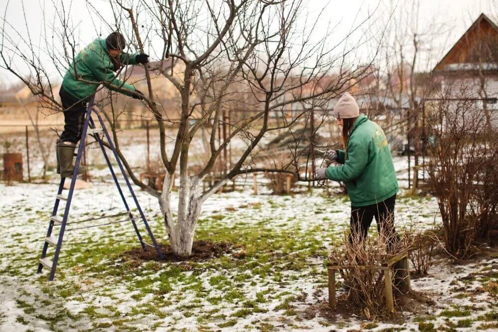 Обрезка деревьев на дому. Весенняя обработка сада. кусты весной. весенние работы на даче. весенняя обрезка сада.