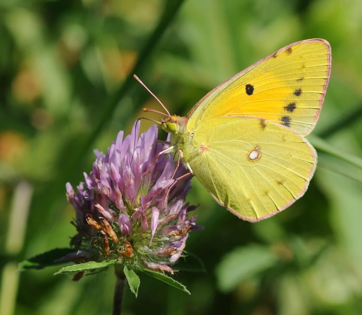 Желто зеленая бабочка. Желтушка фебис бабочка. COLIAS croceus. Жёлтая бабочка. Желтая бабочка название.