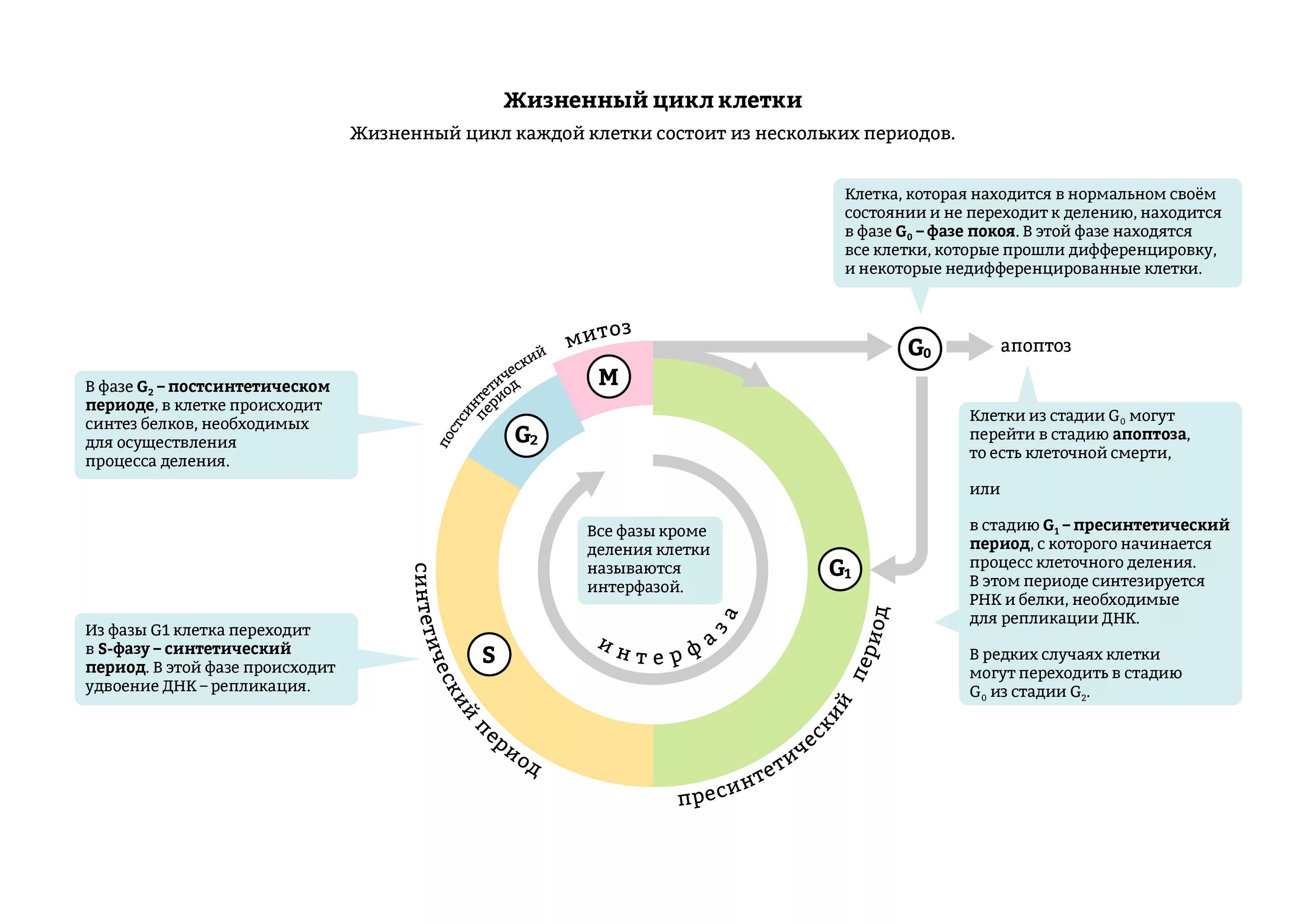 Размножение клетки жизненный цикл. Стадии жизненного цикла соматической клетки. Жизненный цикл клетки схема. Схема жизненного цикла соматической клетки. Охарактеризуйте этапы жизненного цикла клетки.