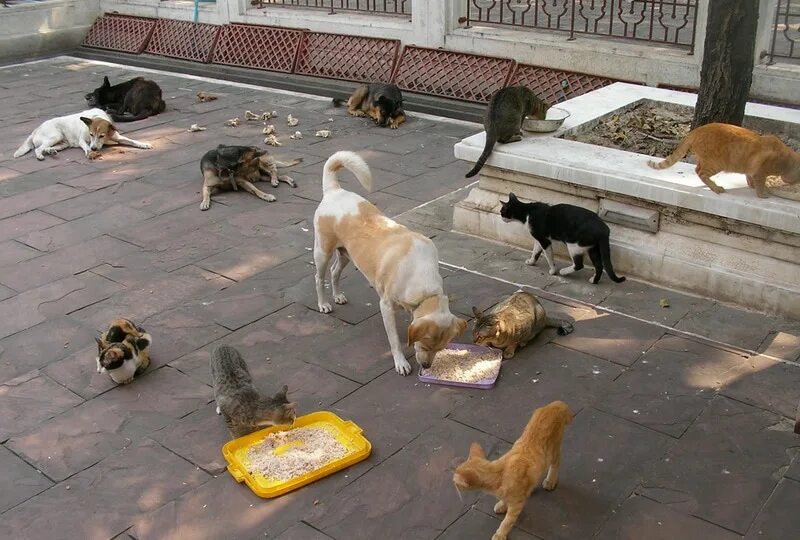 Dog cat streets. Собака ластится. Dog cat streets. Город собак. Dog cat streets.