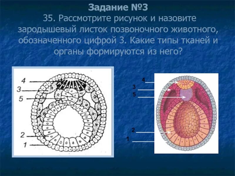 Следующее строение. Зародышевые листки ЕГЭ биология. Строение зародышевого листка позвоночного животного. Нейрула зародышевые листки. Мезодерма зародышевый листок.