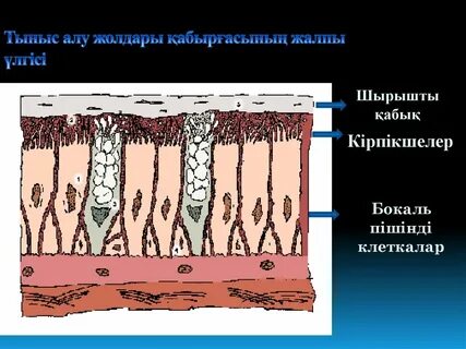 Арық еркектермен семіз әйелдер туралы порно көру