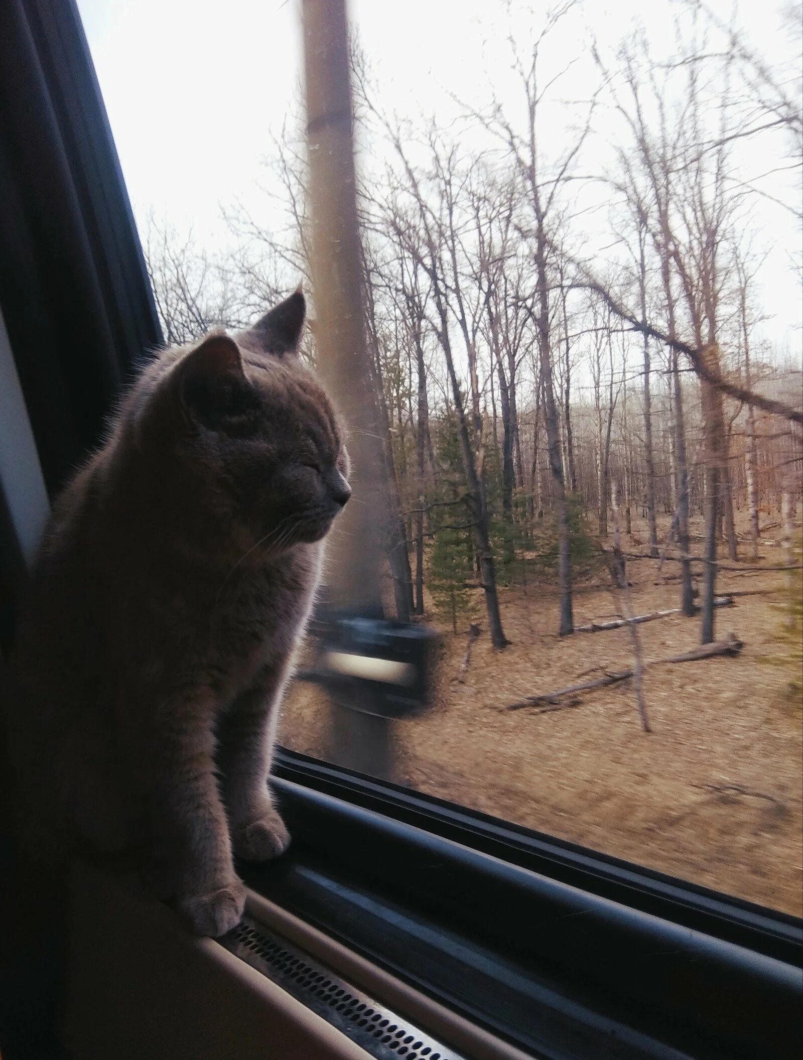 Кот железная дорога. Кот в поезде. Кот в электричке. Кот на железной дороге. Кот в поезде у окна.