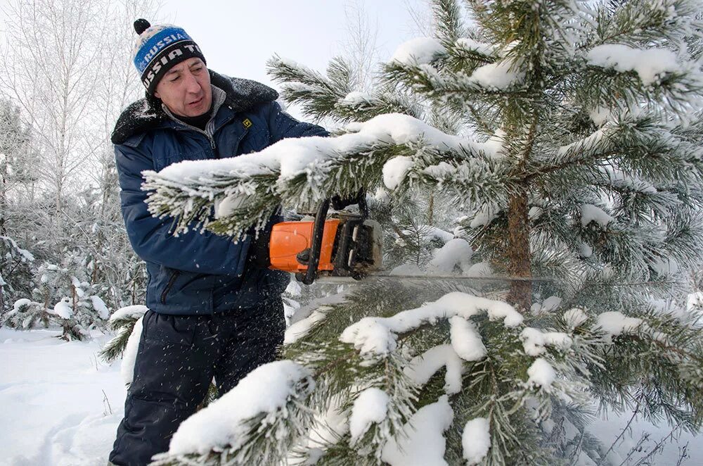 Спилить елку в лесничестве. Елка в лесничестве. Ленобласть лесничество елки. Ёлку рубить. Вырубка новогодних елок.