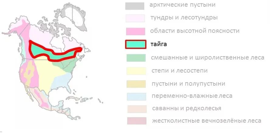 Природные зоны Северной Америки Тайга. Карта природных зон Северной Америки 7 класс география. Географическое положение тайги в Северной Америке. Природные зоны тайги Северной Америки 7 класс. Обоснуйте расположение природных зон в северной америке