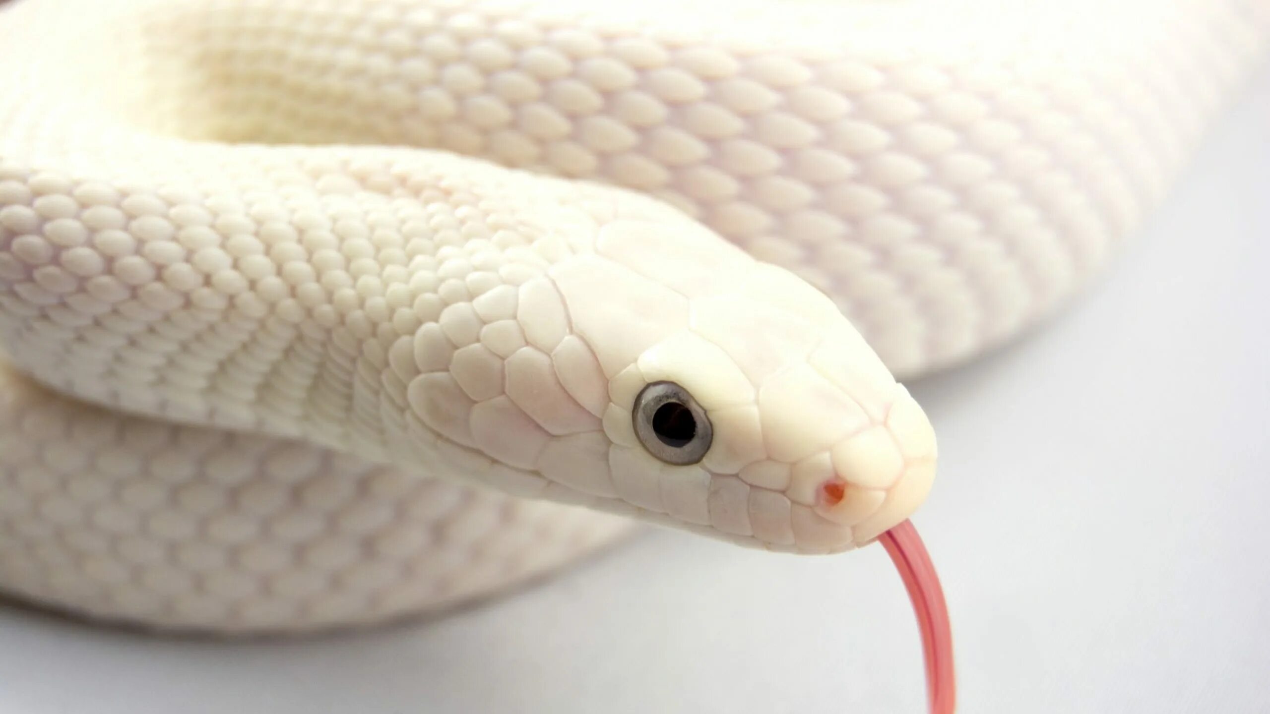 Белые змеи ядовитые. Королевская змея Калифорнийская Albino. Техасский полоз леуцист. Техасский полоз альбинос. Змея полоз альбинос.