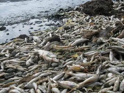 Рыбы погибают в море