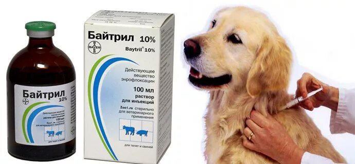 Что дать собаке от зуда. Лекарство от аллергии для собак.