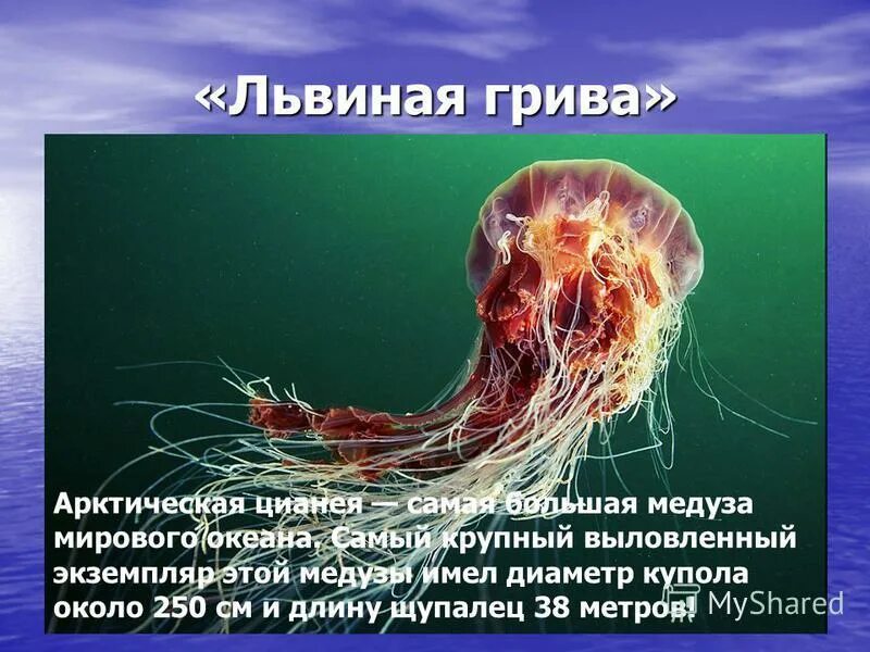 медуза волосистая цианея. медуза цианея гигантская. цианея львиная грива. медуза волосатая цианея. арктическая гигантская медуза цианея.