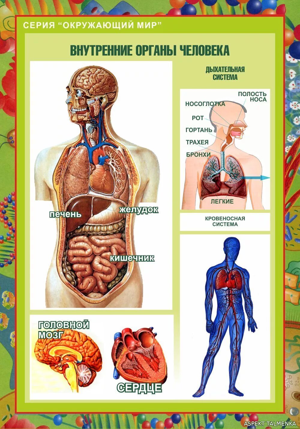 Органы человека и страны. Плакат органы человека. Внутренние органы человека. Строение органов человека.